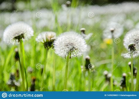 White Dandelion Flower Stock Image Image Of Flowering 143929883