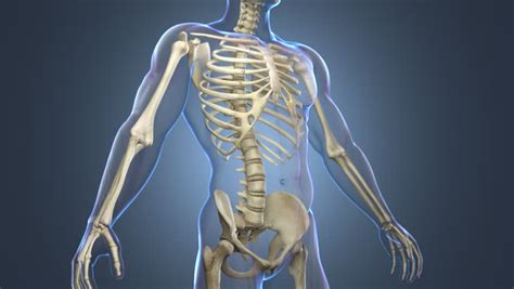 A Transparent Blue Rotating X Ray Skeleton Torso And Arms