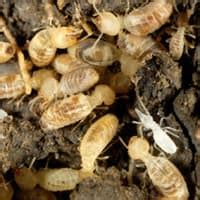 For starters, pest control may seem like an unending skill and process to learn. Cold Winter Weather Makes Home More Vulnerable To Termite ...
