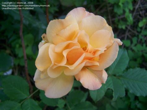 Plantfiles Pictures Climbing Rose Autumn Sunset Rosa By Grannyrose