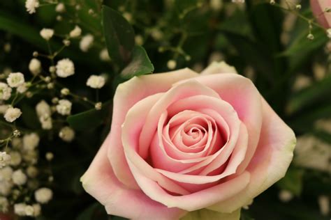 Fotos Gratis Flor Rosas De Jardín Planta Floreciendo Rosado