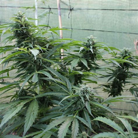 Jack Herer Autoflowering Seeds