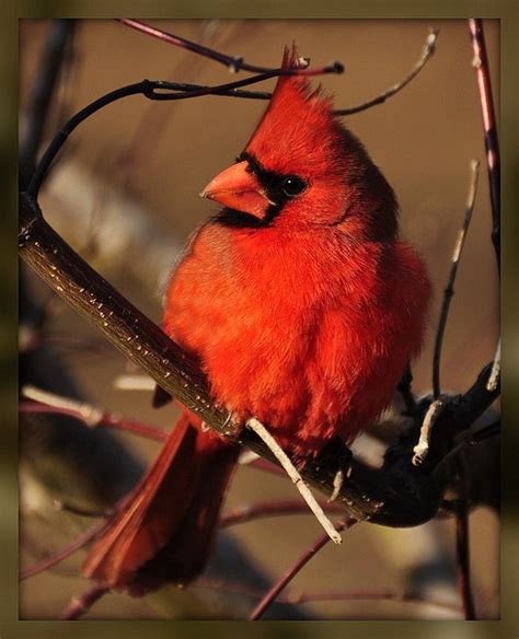 Cardinal Cardinal Birds Beautiful Birds Pet Birds