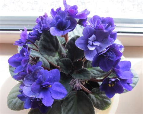 The Amazing African Violet • The Greylock Glass