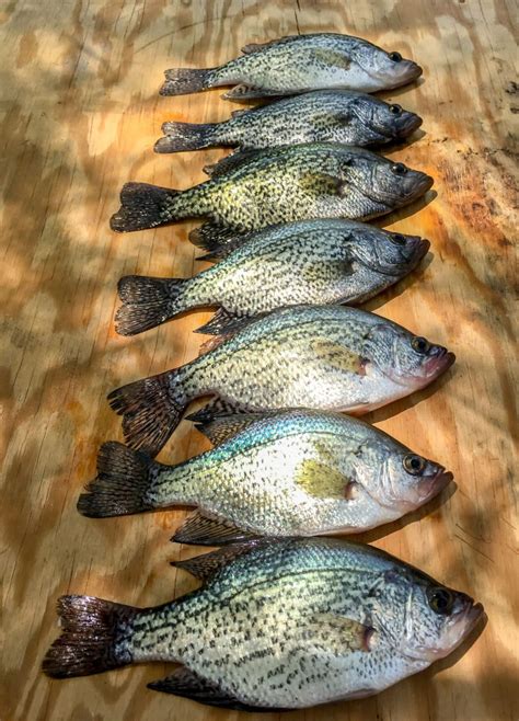 How To Catch Crappies Crappie Fishing 101 High Altitude Brands