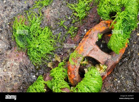 Chain Covered With Enteromorpha Sp The Faroe Islands Stock Photo Alamy