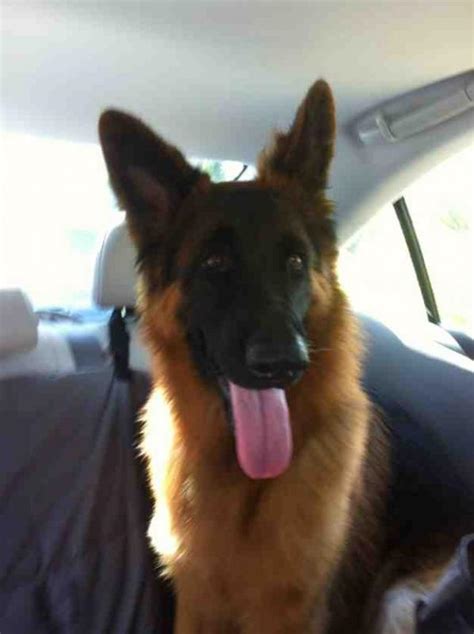 Visit us to know more! Show me your black and tan dogs/puppies. - Page 5 - German Shepherd Dog Forums