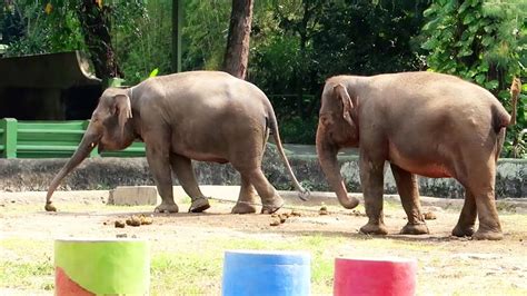 Mengenal Hewan Indonesia Naik Gajah Sumatera - YouTube