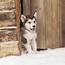 Alaskan Malamute Puppy Photograph By John Daniels