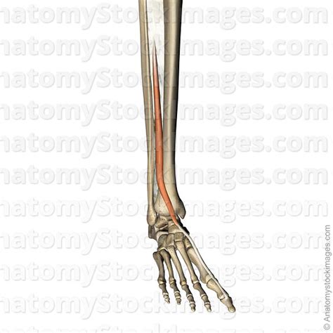 Point of origin and insertion 2. Front Leg Musclevtendon - Flashcards - Anatomy9 - Muscular ...