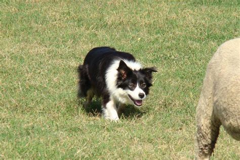 Bauers Working Border Collies Welcome To The First Blog Of Bauers