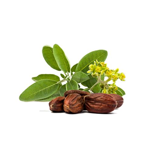 The gender of jojoba plants can only be discerned from their flowers. Jojoba Png 4 » PNG Image #1637942 - PNG Images - PNGio