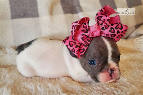 Male english bulldogs for sale, english bulldog dogs and puppies for sale. Minnie Akc: French Bulldog puppy for sale near Springfield ...