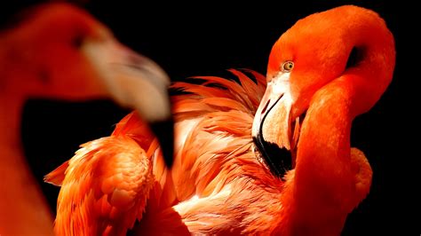 Download 1920x1080 Wallpaper Water Birds Beak Feathers Flamingo