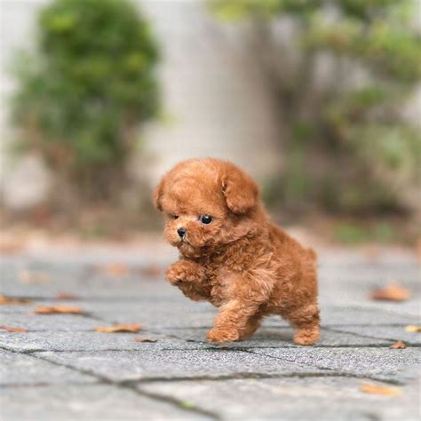 James Apricot Teacup Poodle Cute Animals Puppies Cute Teacup Puppies