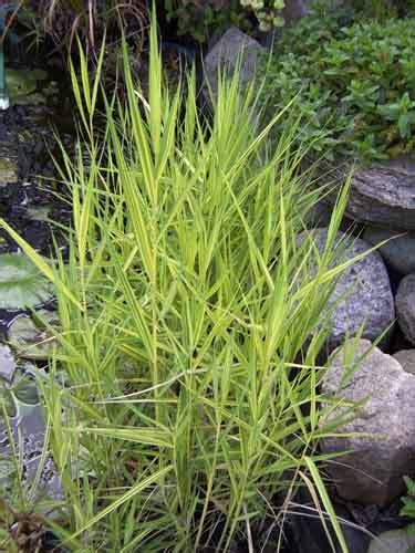 Variegated Karka Reed Pond Plant Pond Grasses Rushes And Reeds Hydrosphere Water Gardens