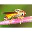 Small Yellow Hover Fly  Melanostoma Sp