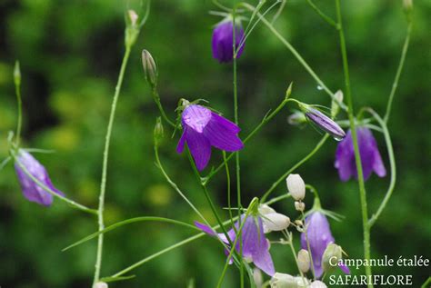 Plantes Sauvages Comestibles L Herbier Des Volcans