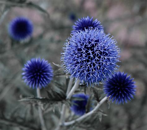 Blue Flower Photos66355019 Flickr