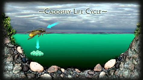 The best exercise bikes share some basic qualities. Caddis fly lifecycle HD264 - YouTube