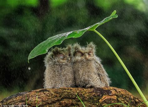 Read current science news in biology, botany and zoology. Two owls huddle together using a leaf as an UMBRELLA in ...