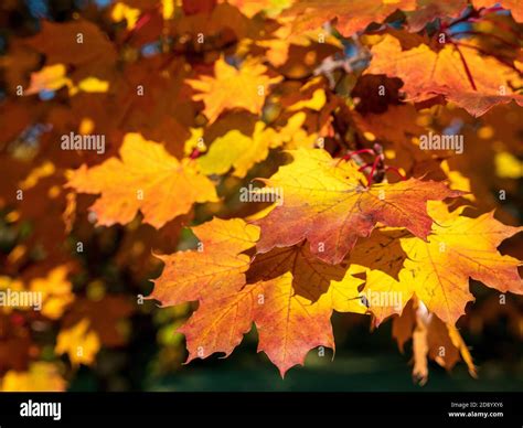Autumn Colours In Canada Hi Res Stock Photography And Images Alamy