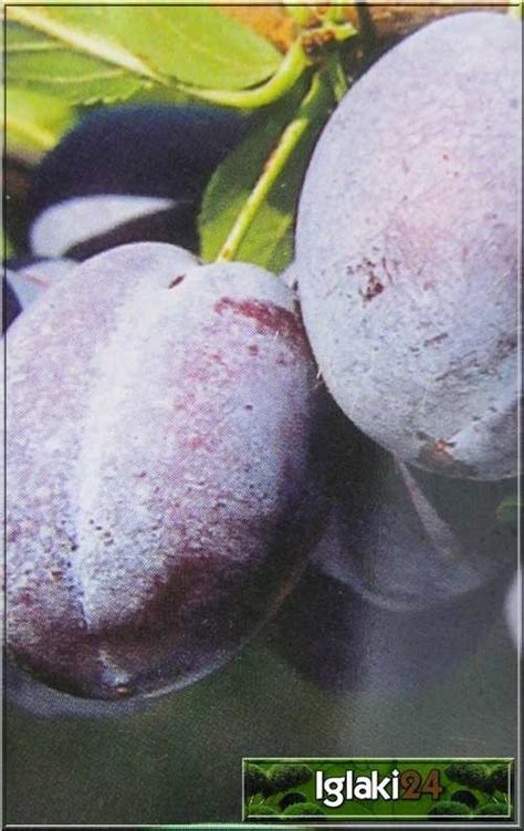 Prunus Domestica Węgierka Zwykła Śliwa Węgierka Zwykła C5 60 120cm