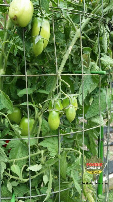 Tall Metal Tomato Support Cages The Foodie Gardener™