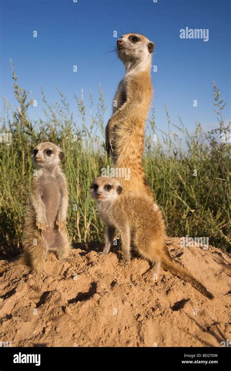 Meerkat With Young Suricatta Suricata Kalahari Meerkat Project Van