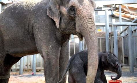 Asian Elephant Calf Takes His First Steps At Melbourne Zoo Zooborns