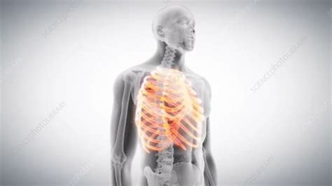 Human Ribs Stock Video Clip K0061388 Science Photo Library