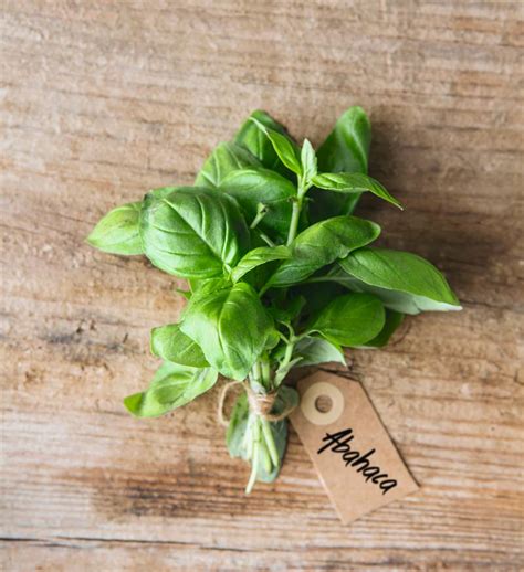 Albahaca Descubre cómo cultivar y cuidar esta planta en casa de manera