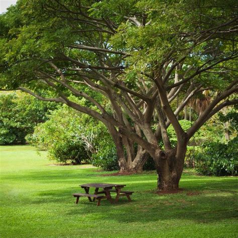 10 Fast Growing Shade Trees For Dappled Sunlight Where You Want It
