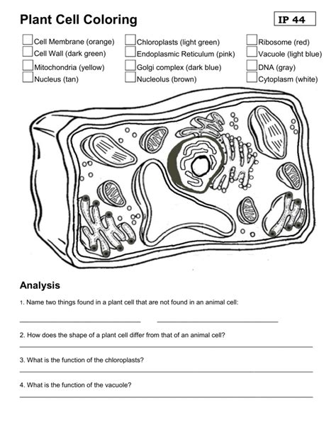 Plant Cell Coloring Sheet Pdf