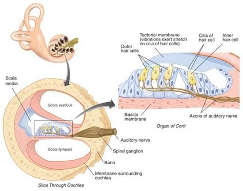 Ch 16 Fig 1619 Anatomy Of The Cochlea Flashcards Quizlet