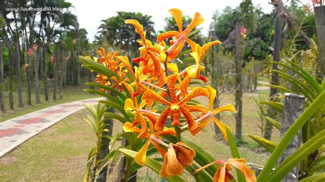 bunga orkid  taman pertanian tenom sabah yana ssurianah blog