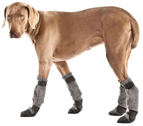 Weimaraner Clothes Dress The Dog Clothes For Your Pets