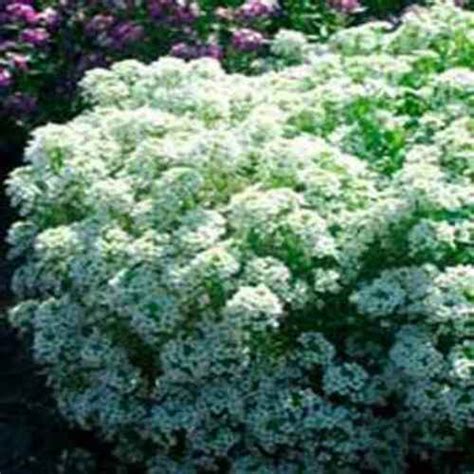 Creates a pleasing contrast when planted with alyssum royal carp. Dwarf Alyssum Seeds - Tiny Tim Flower Seeds
