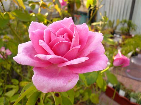 Filerose Rose Wikimedia Commons
