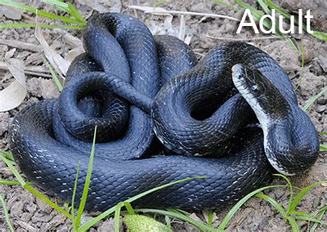 Maybe you would like to learn more about one of these? Snakes in Virginia: Meet 6 you'll mostly likely see this ...