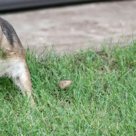 How To Stop Squirrels From Digging In Grass Lawn Care Logic