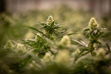 AYR Cannabis Dispensary - Eatontown (Rec) | Dispensary Menu, Reviews