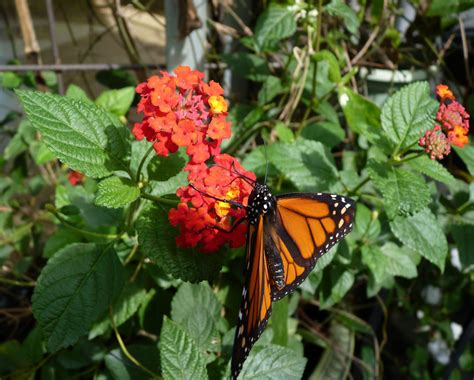 Lantana trees thrive in direct sunlight and are known to attract butterflies and hummingbirds. Lantana camara 'Dallas Red' | Lantana camara, Lantana, Plants