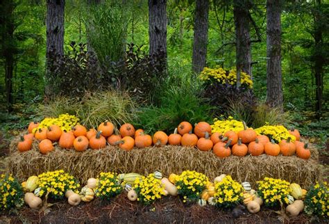 Laeacco Harvest Festival Backdrop 5x3ft Vinyl Photography Background