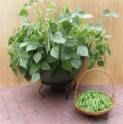 Best Green Beans To Grow In Containers Container Gardening Growing Green Beans Growing