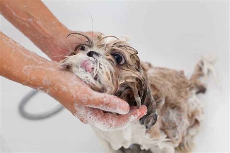 You may think it is safest to bathe your cat as often as you can, but, unfortunately, bathing your cat too often can be similarly problematic. How Often Should You Bathe A Shih Tzu? | PUPPYFAQS