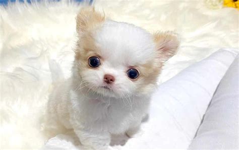 Miniature Chihuahua 12 Amazing Facts About Mini Chi