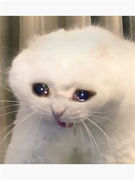 Download Meme Cat Crying Png And  Base