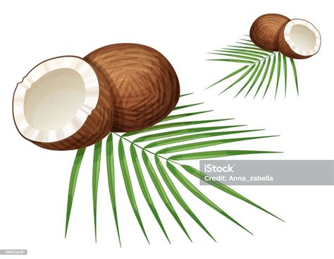 Ganze Und Halbe Kokosnüsse Und Blätter Illustration Isoliert Auf Weißem Backgound Cartoon Vektor