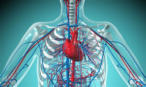 Sistema Circulatorio Generalidades Artery Heart